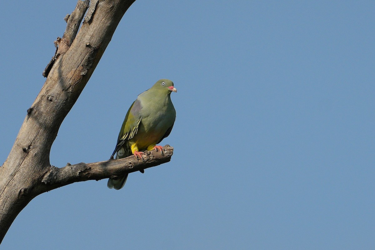 African Green-Pigeon - Dave Rimmer