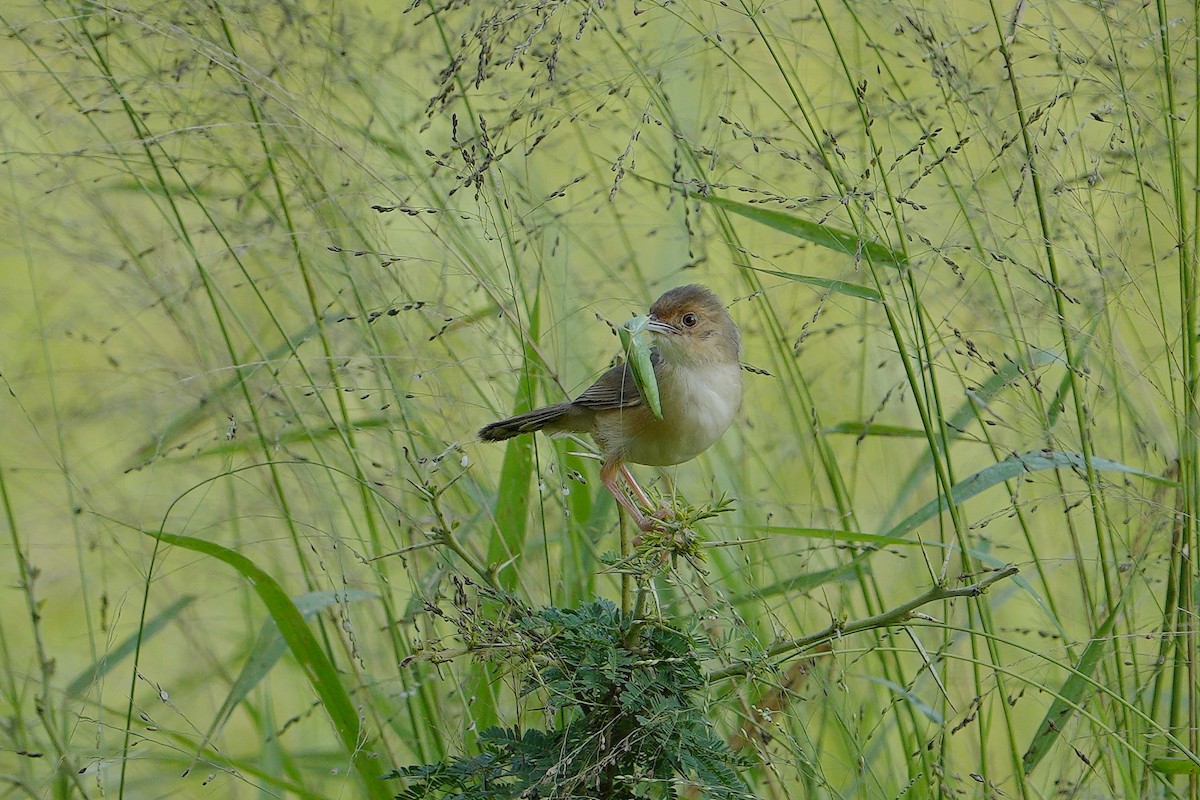 Red-faced Cisticola - Dave Rimmer