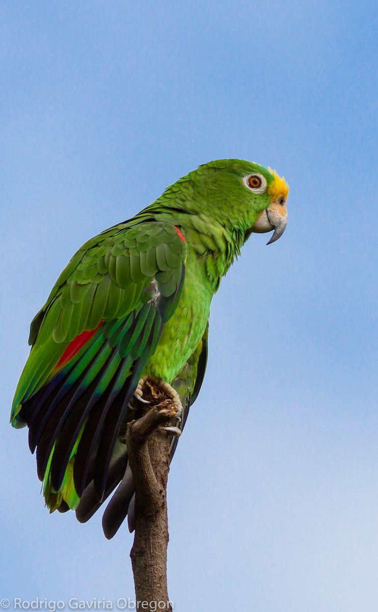 Yellow-crowned Parrot - ML57348071