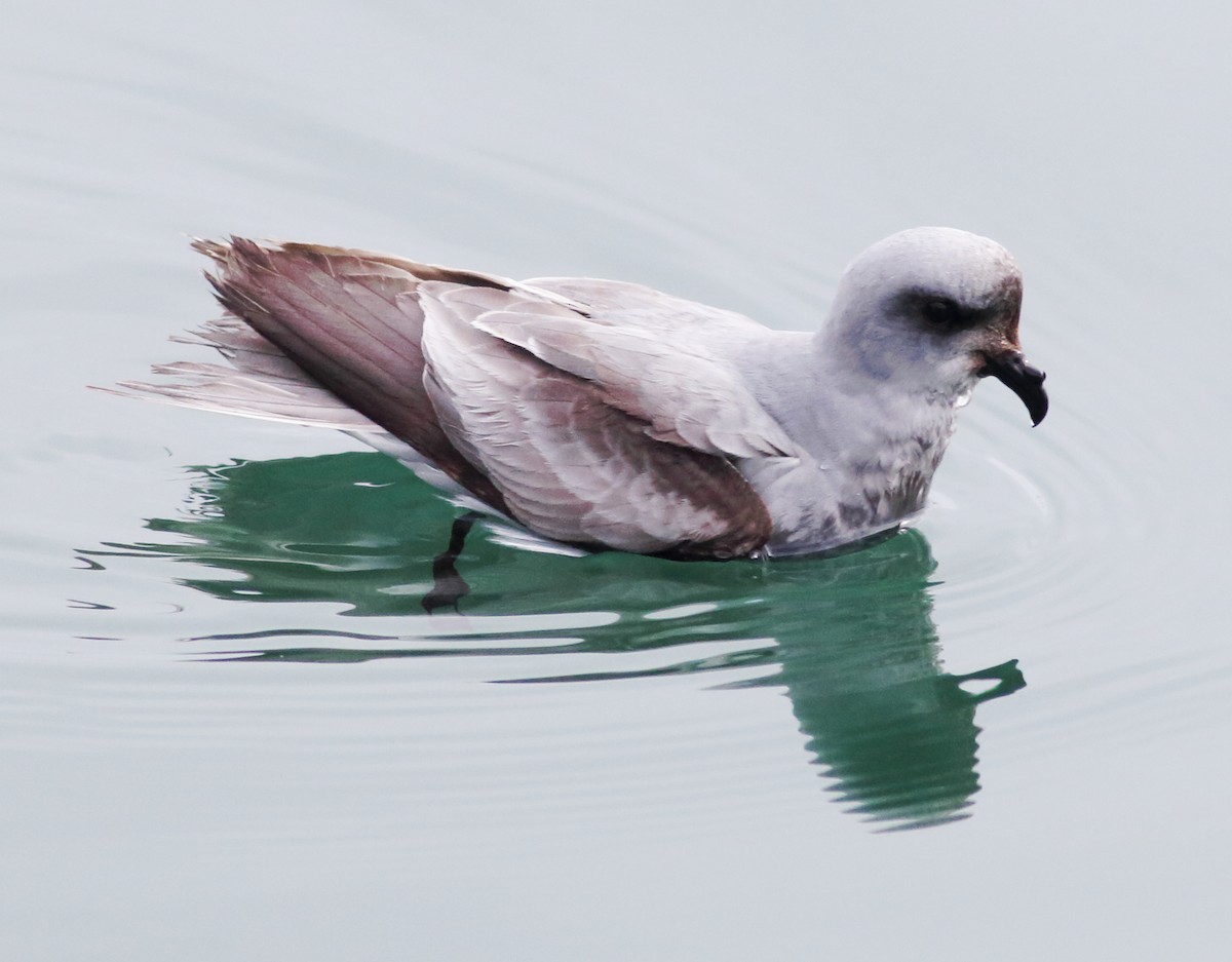 Fork-tailed Storm-Petrel - ML57348351