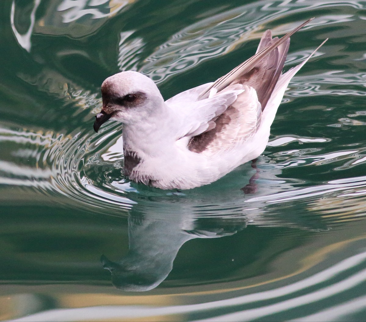 Fork-tailed Storm-Petrel - ML57348371