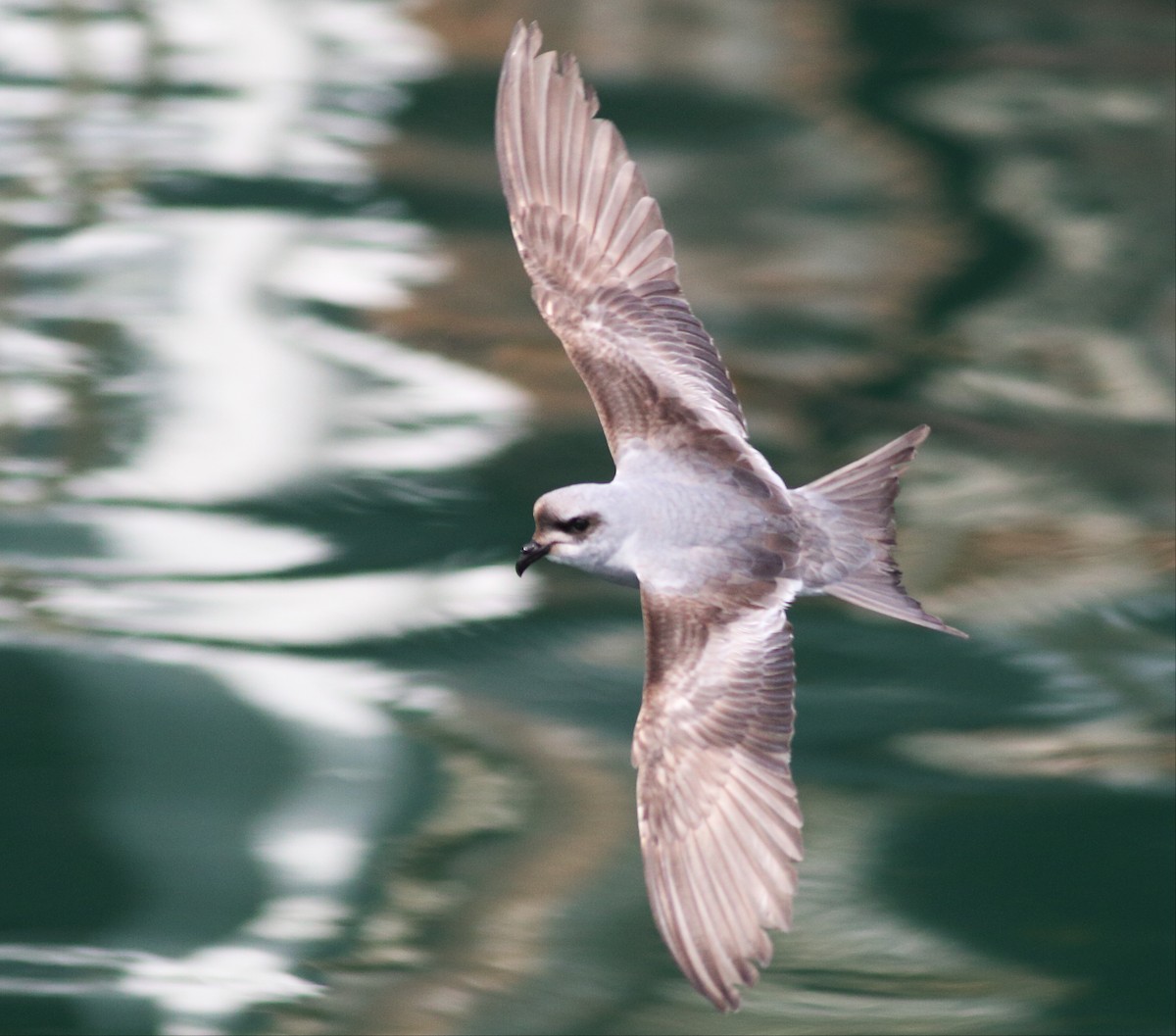 Fork-tailed Storm-Petrel - ML57348391