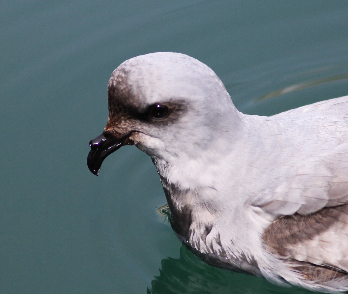 Fork-tailed Storm-Petrel - ML57348411