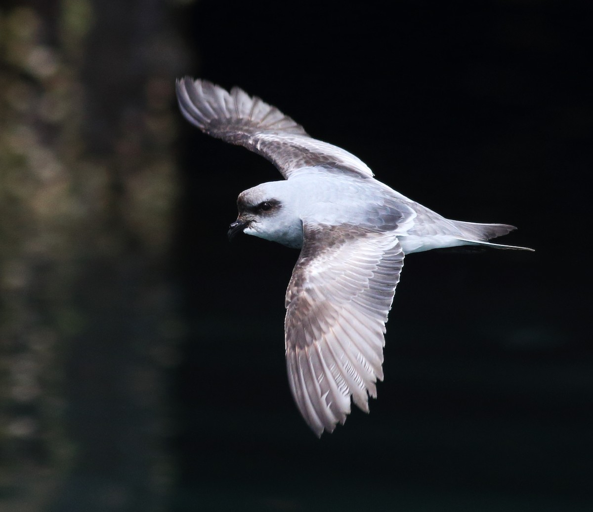 Fork-tailed Storm-Petrel - ML57348461