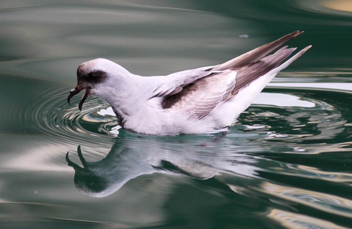 Fork-tailed Storm-Petrel - ML57348481