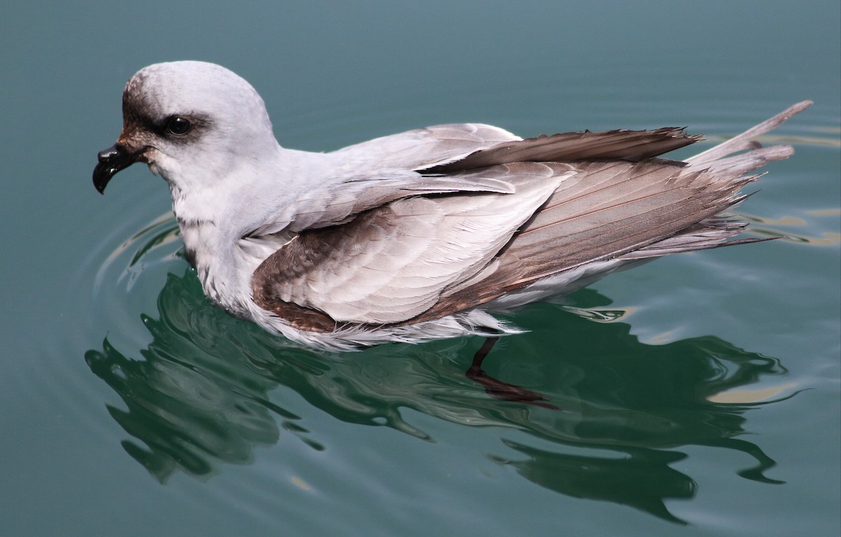 Fork-tailed Storm-Petrel - ML57348491