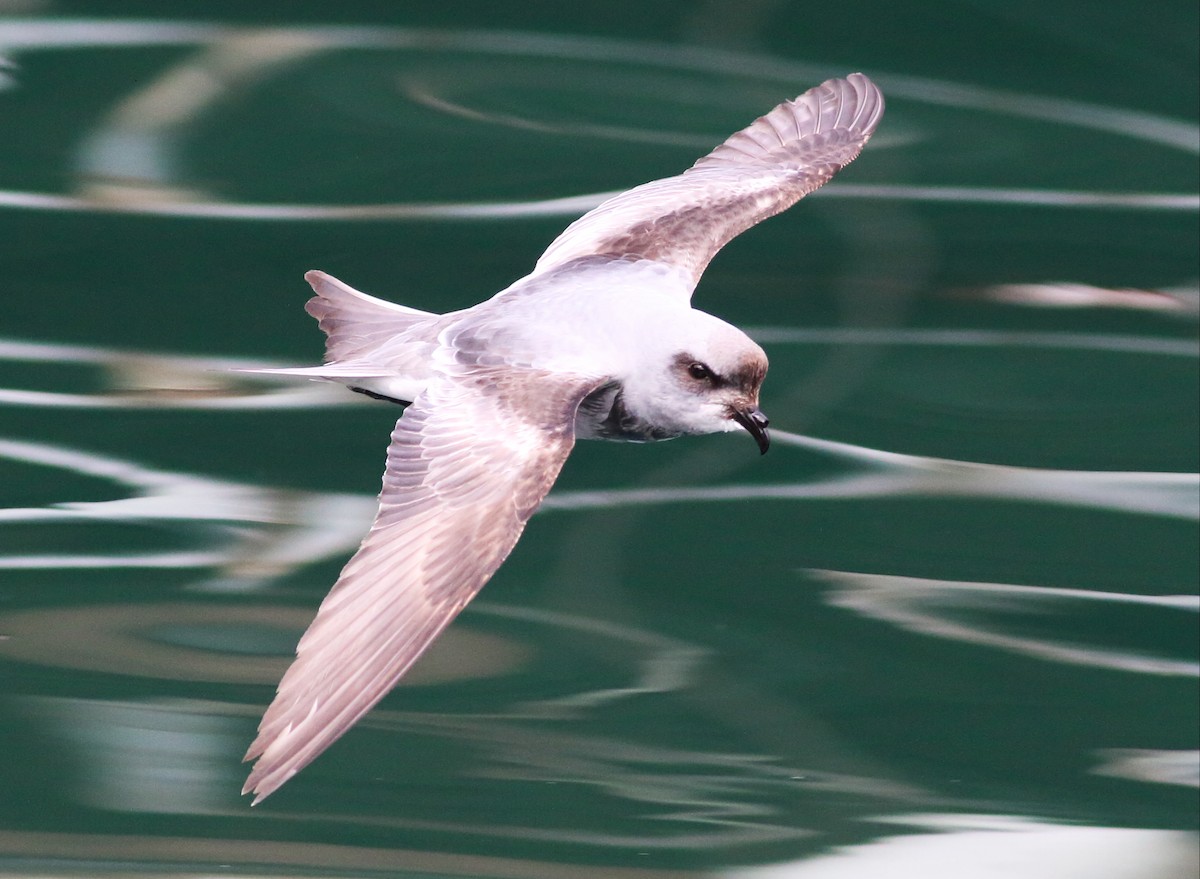 Fork-tailed Storm-Petrel - ML57348501