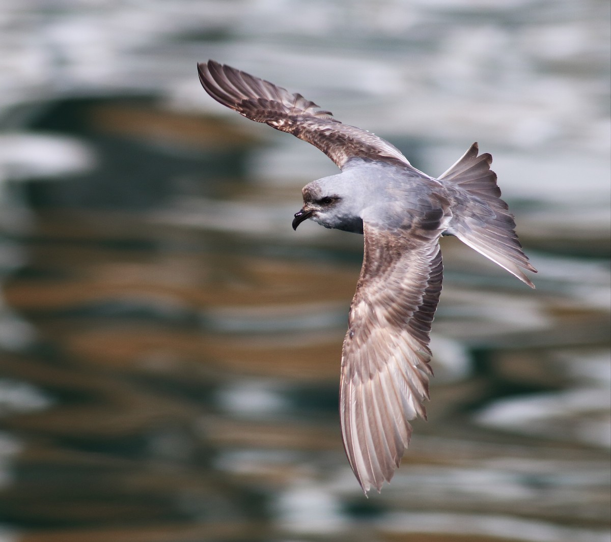 Fork-tailed Storm-Petrel - ML57348511