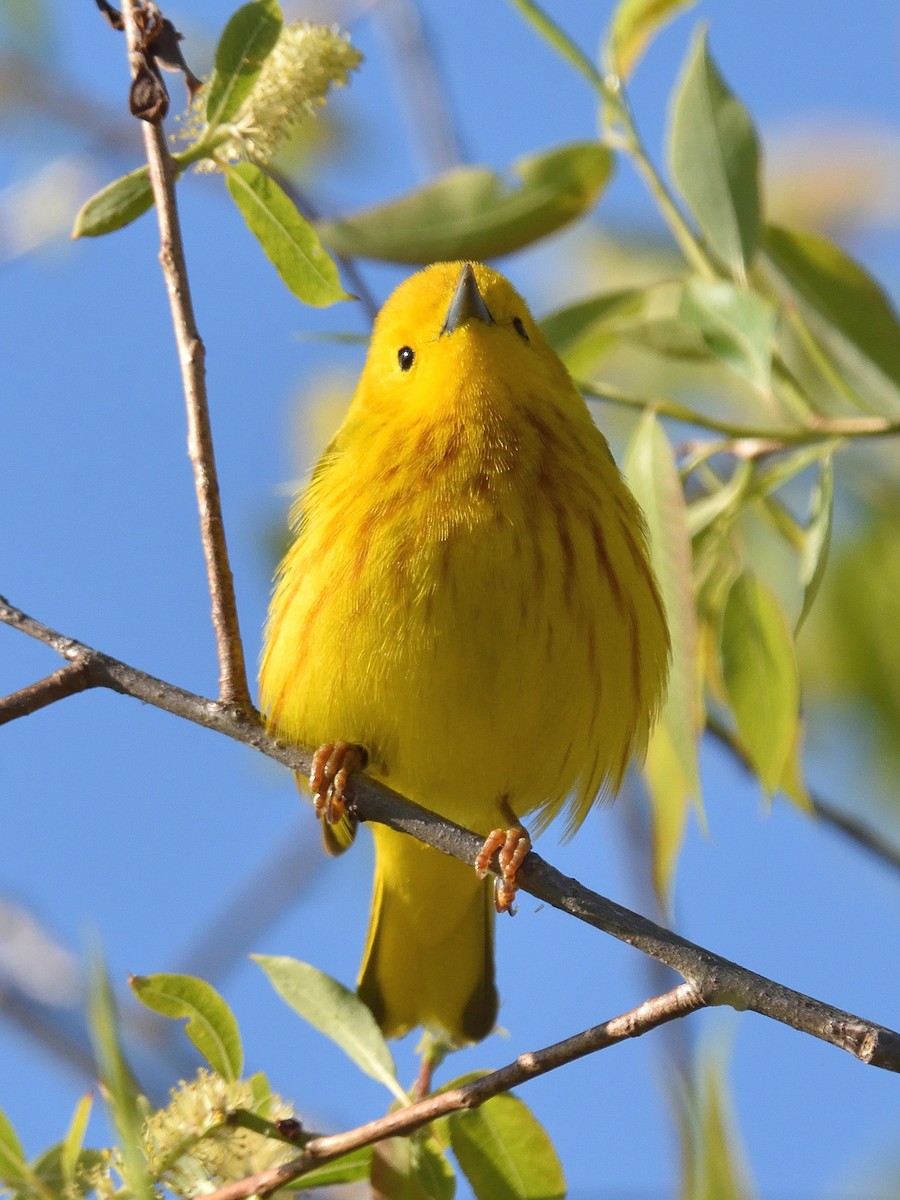 Yellow Warbler - Buddy M