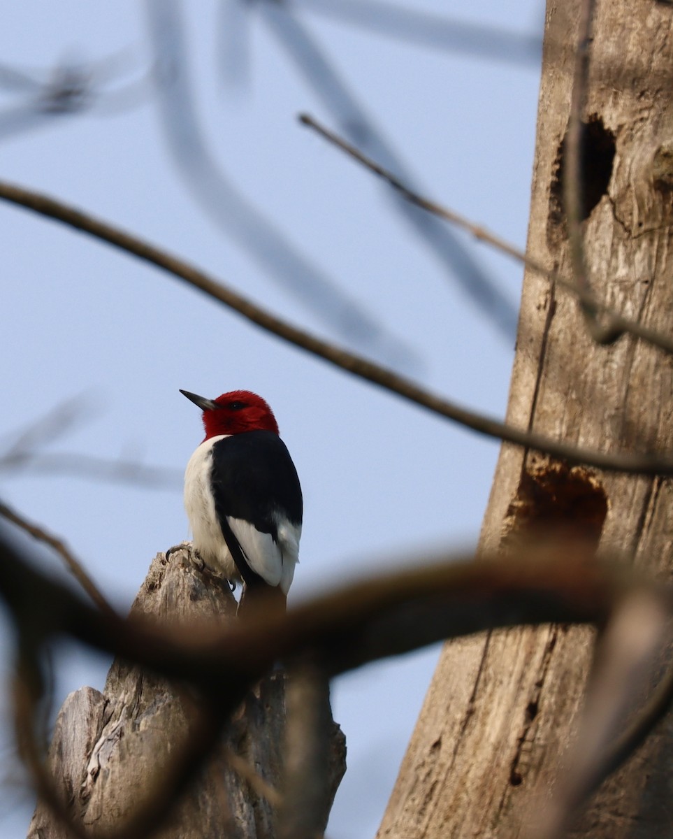 Red-headed Woodpecker - ML573489461