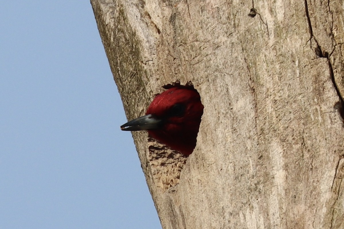 Red-headed Woodpecker - ML573489531