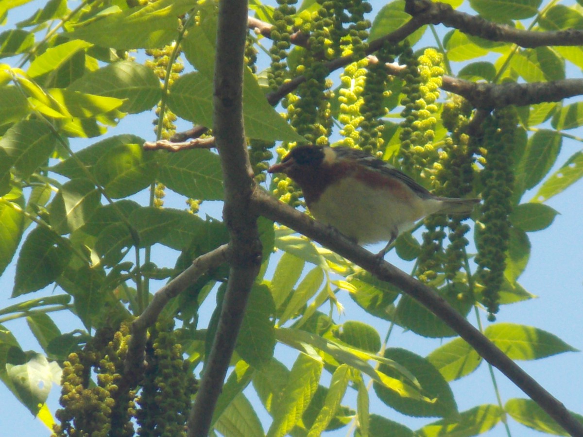 Bay-breasted Warbler - ML573494501