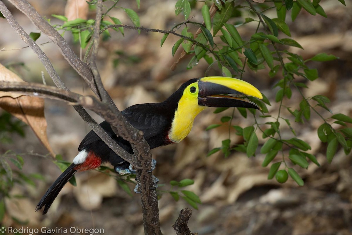Yellow-throated Toucan (Chestnut-mandibled) - ML57349451