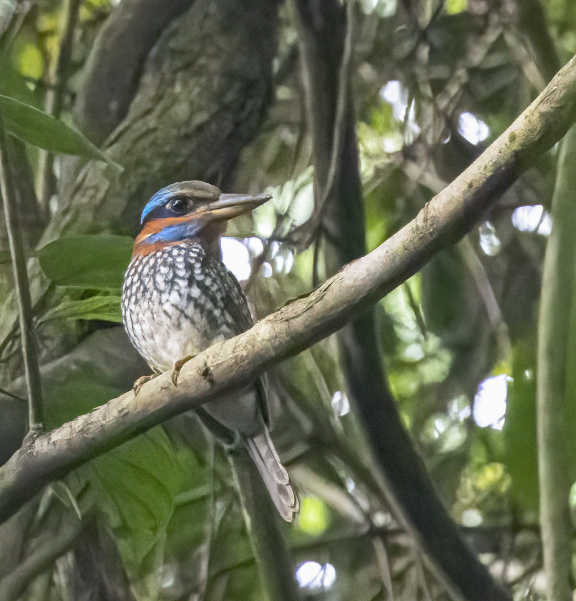 Spotted Kingfisher - ML573495581