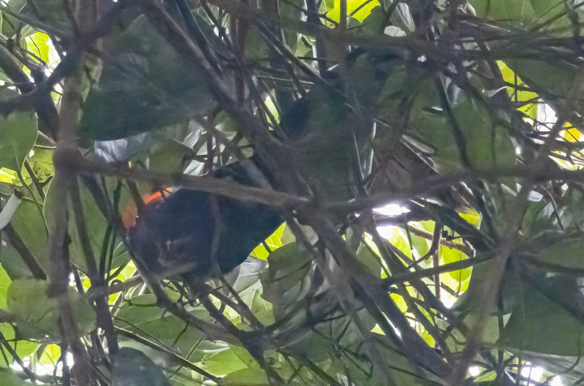 Red-crested Malkoha - ML573498091