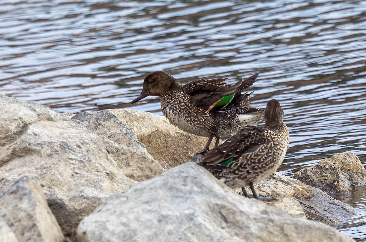 Green-winged Teal - ML573498261