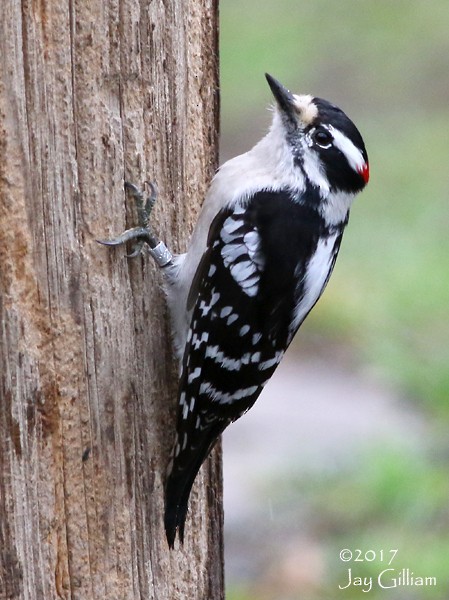 Downy Woodpecker - ML57349881