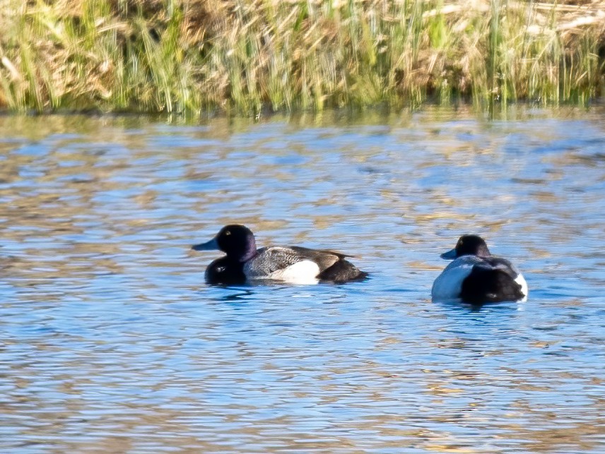 Greater Scaup - ML573500551