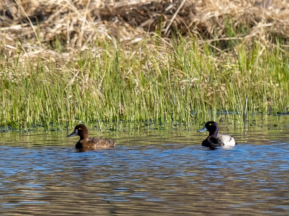 Greater Scaup - ML573500561
