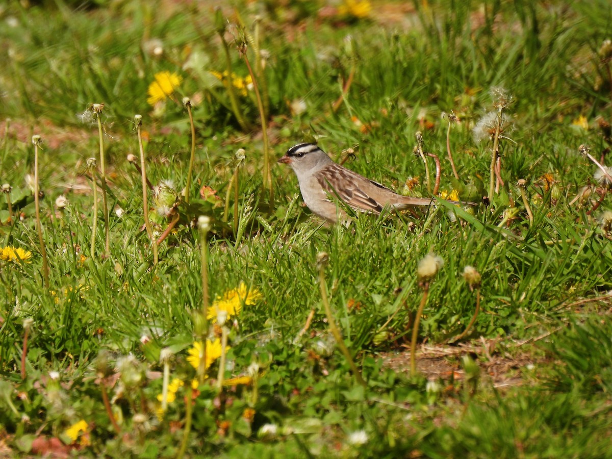 White-crowned Sparrow - ML573501791