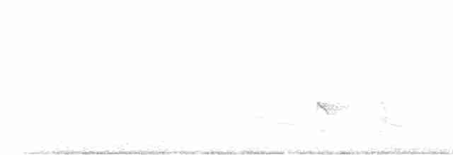 Красно-белая пищуховая иглохвостка - ML573503601