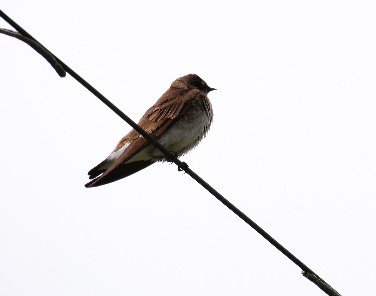 Northern Rough-winged Swallow - ML573506921