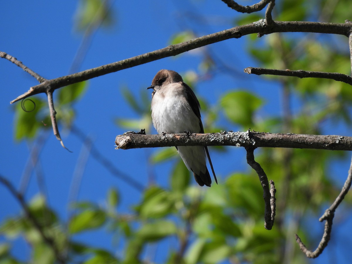Northern Rough-winged Swallow - ML573506931
