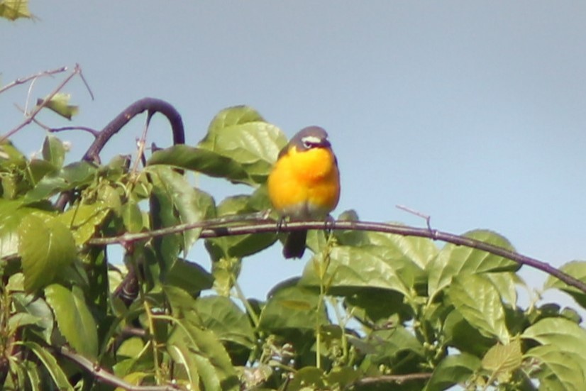 Yellow-breasted Chat - ML573507661