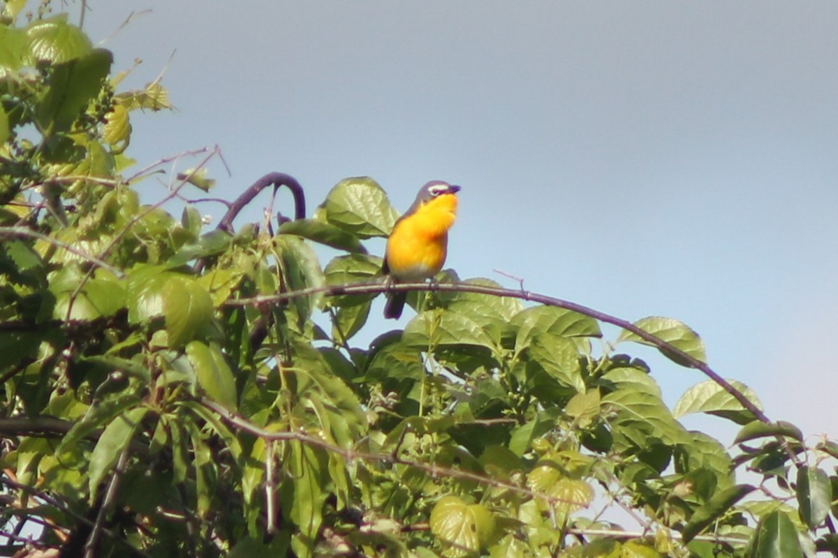 Yellow-breasted Chat - ML573507681