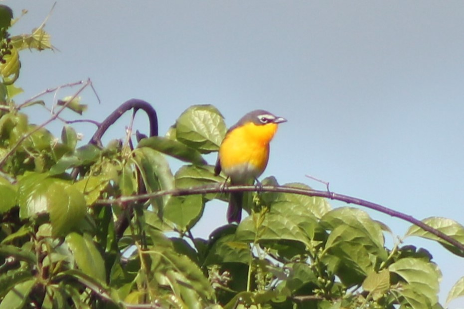 Yellow-breasted Chat - ML573507691
