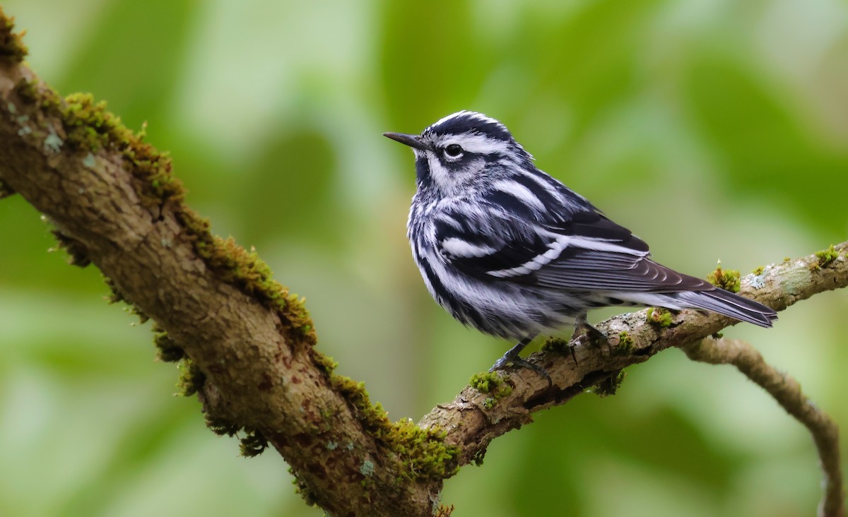 Black-and-white Warbler - ML573508921