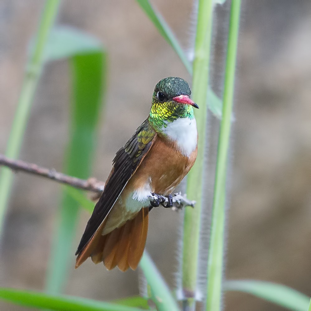 Amazilia Hummingbird (White-throated) - Peter Hawrylyshyn