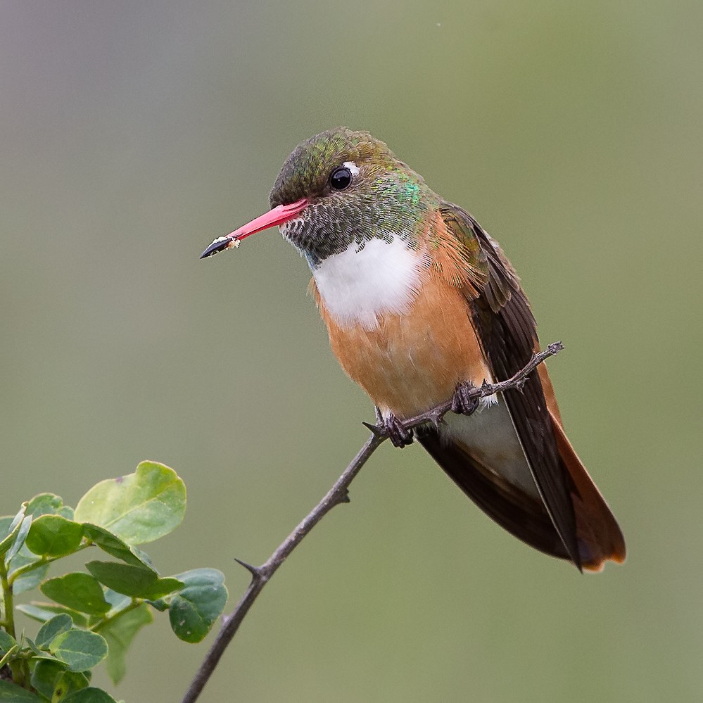 Amazilia Hummingbird (White-throated) - ML57351021