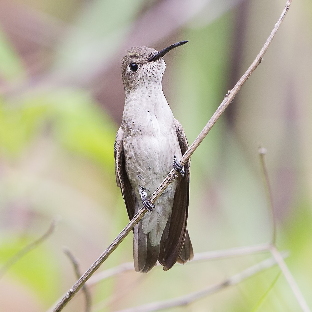 Tumbes Hummingbird - Peter Hawrylyshyn