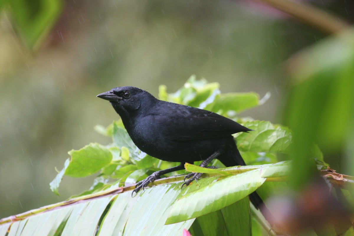 Melodious Blackbird - ML573513981