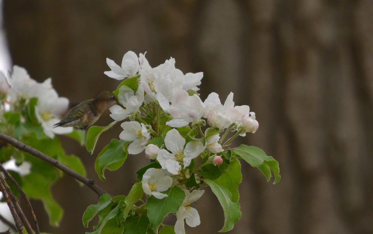 Ebird Checklist May Toronto Toronto Islands Species