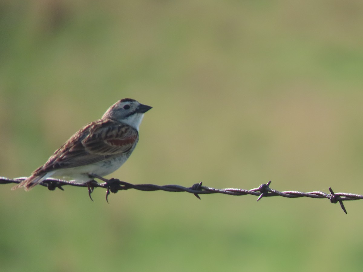 Thick-billed Longspur - ML573515181