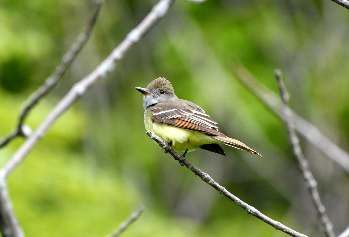 Great Crested Flycatcher - ML573521481