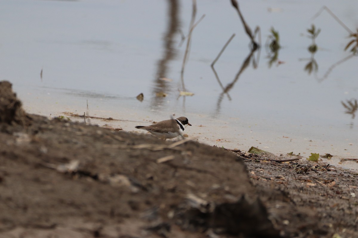 Semipalmated Plover - ML573527991