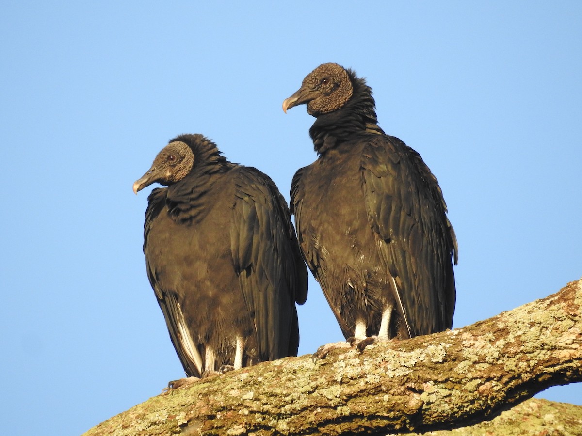 Black Vulture - Luis Morinigo Lopez