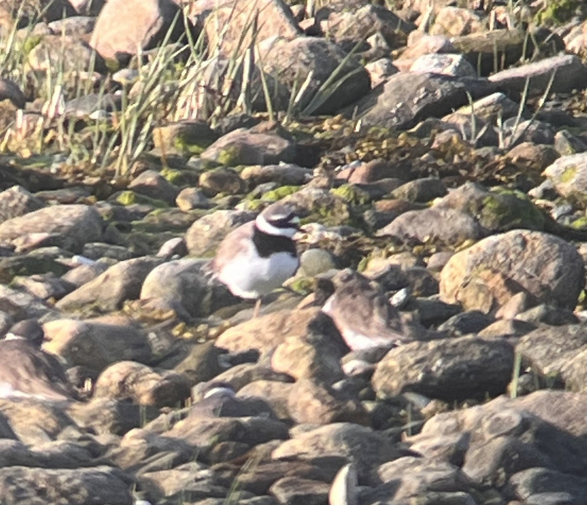 Common Ringed Plover - ML573534501