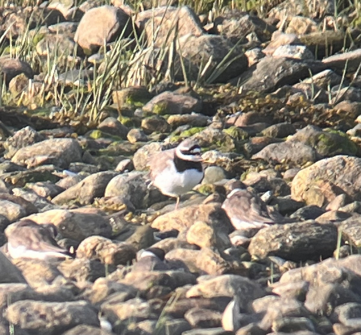 Common Ringed Plover - ML573534521