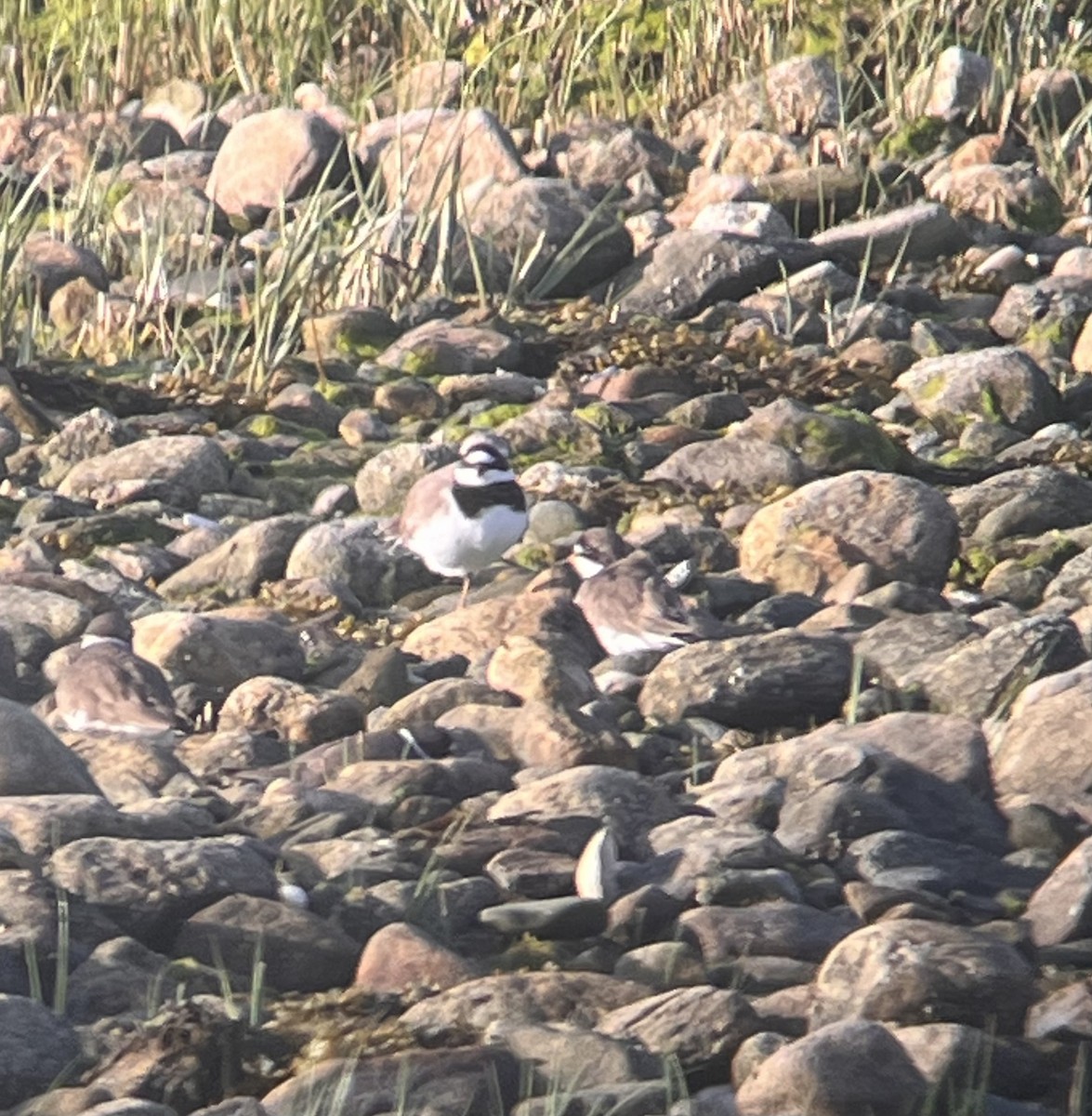 Common Ringed Plover - ML573534541