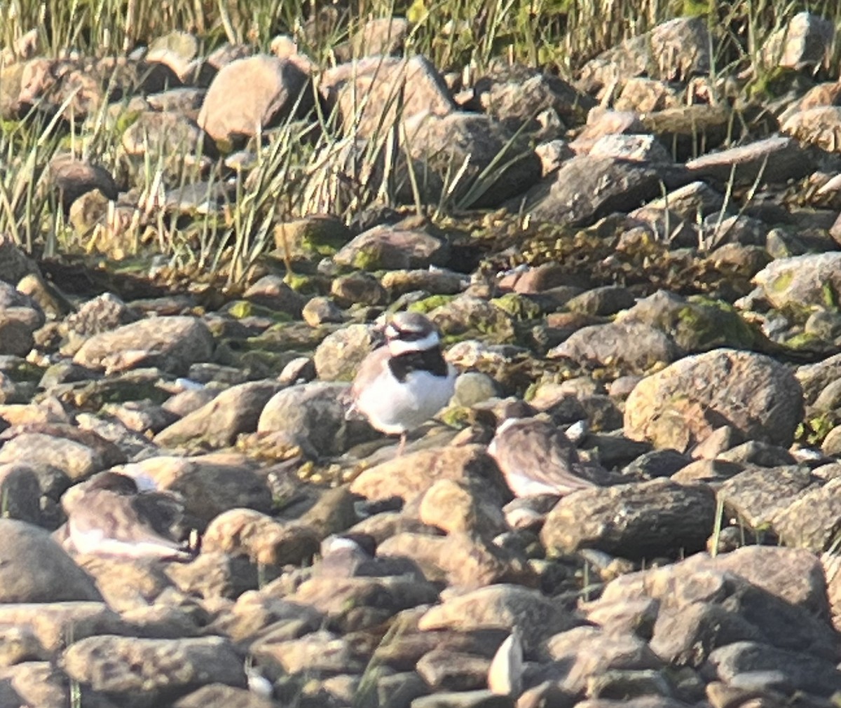 Common Ringed Plover - ML573534551