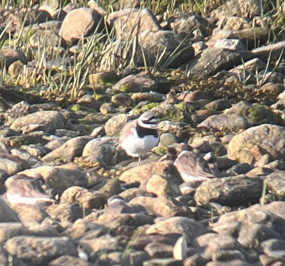 Common Ringed Plover - ML573534561