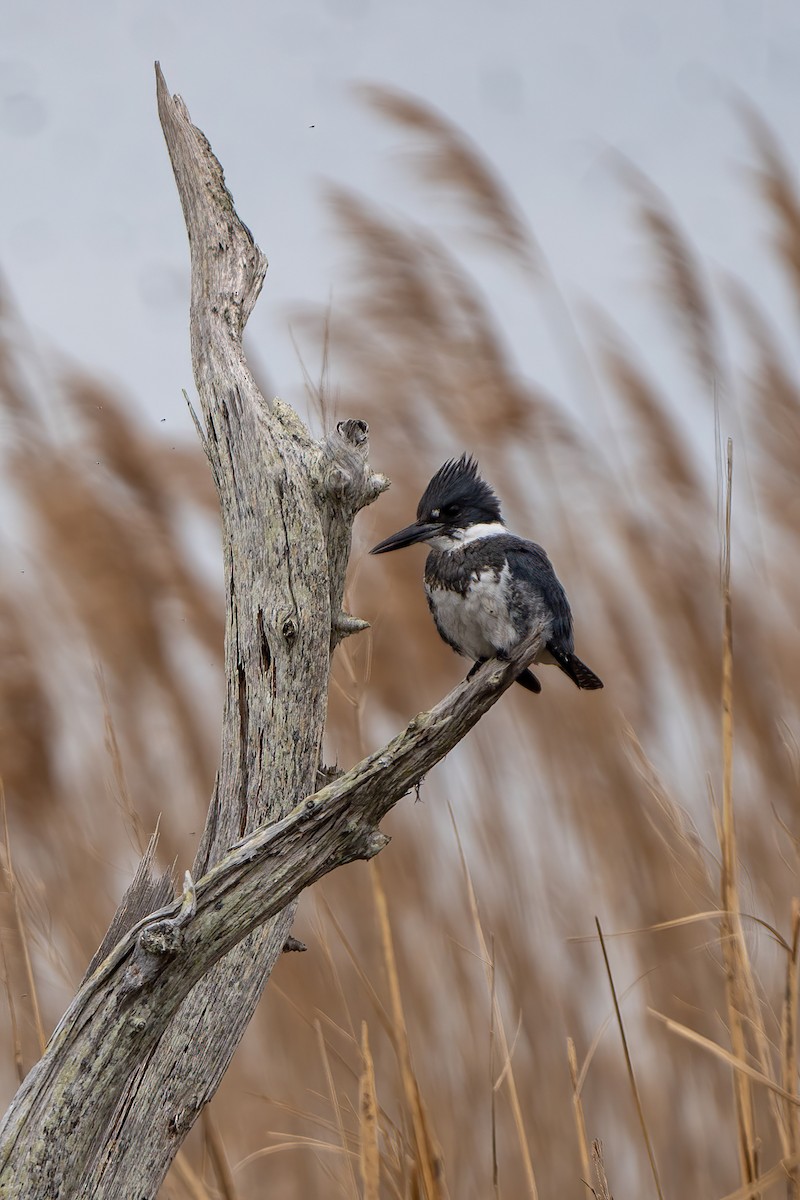 Belted Kingfisher - ML573538191