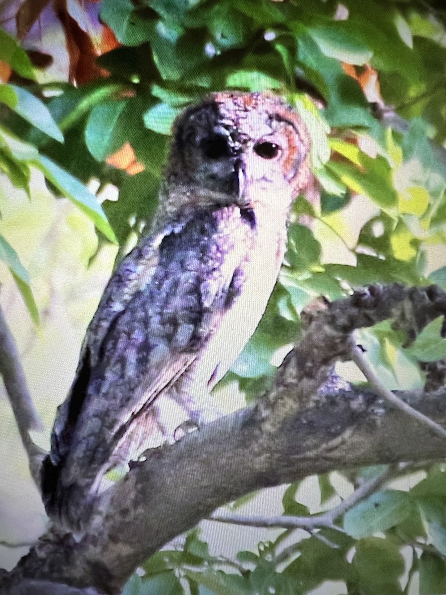 Mottled Wood-Owl - ML573538341