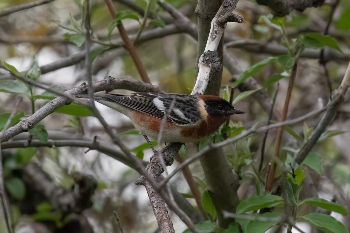 Bay-breasted Warbler - ML573539771