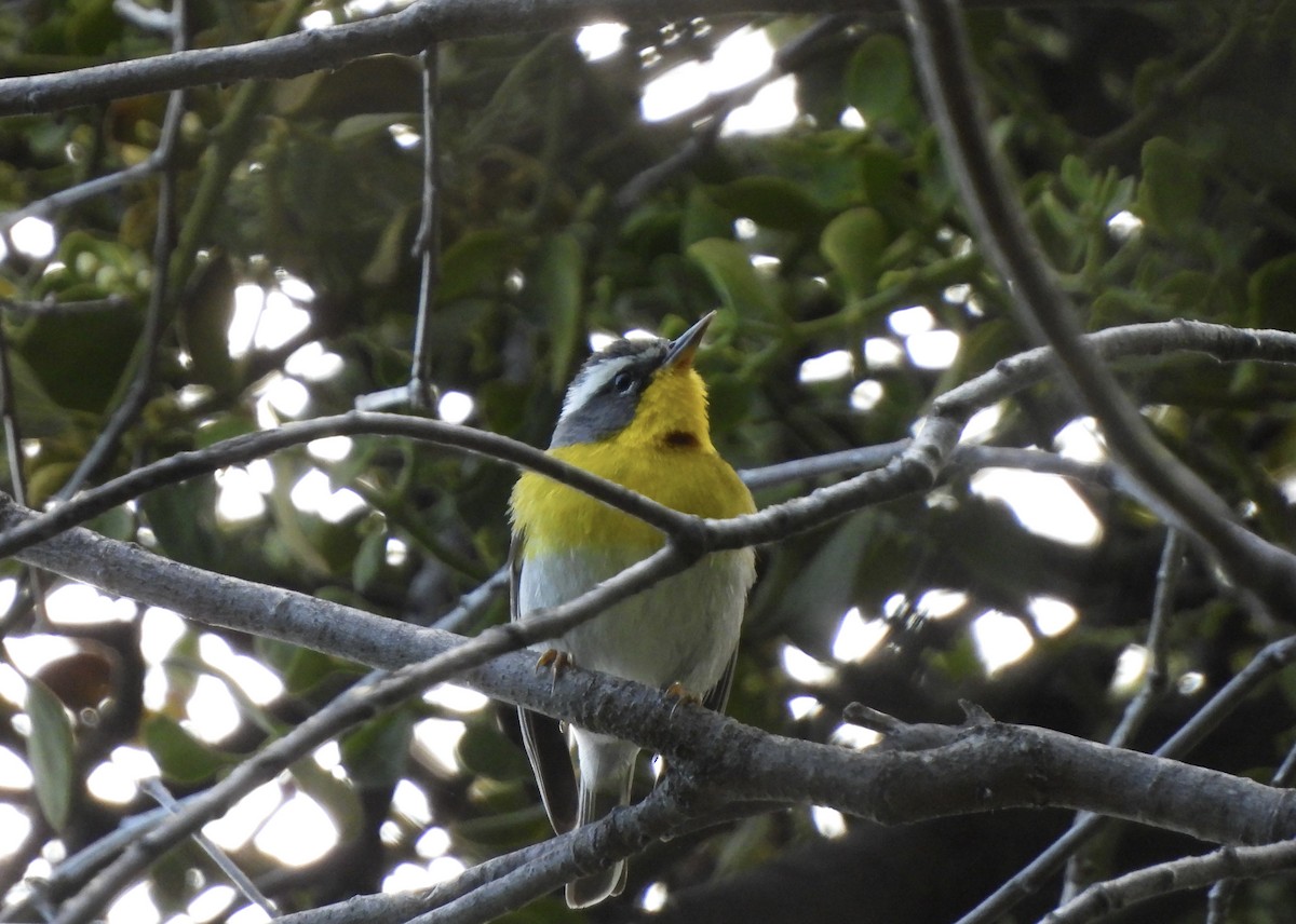 Crescent-chested Warbler - ML573542651