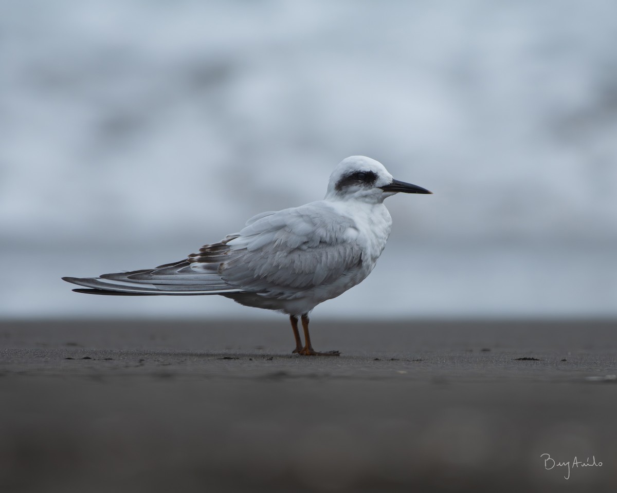 Snowy-crowned Tern - ML573544591